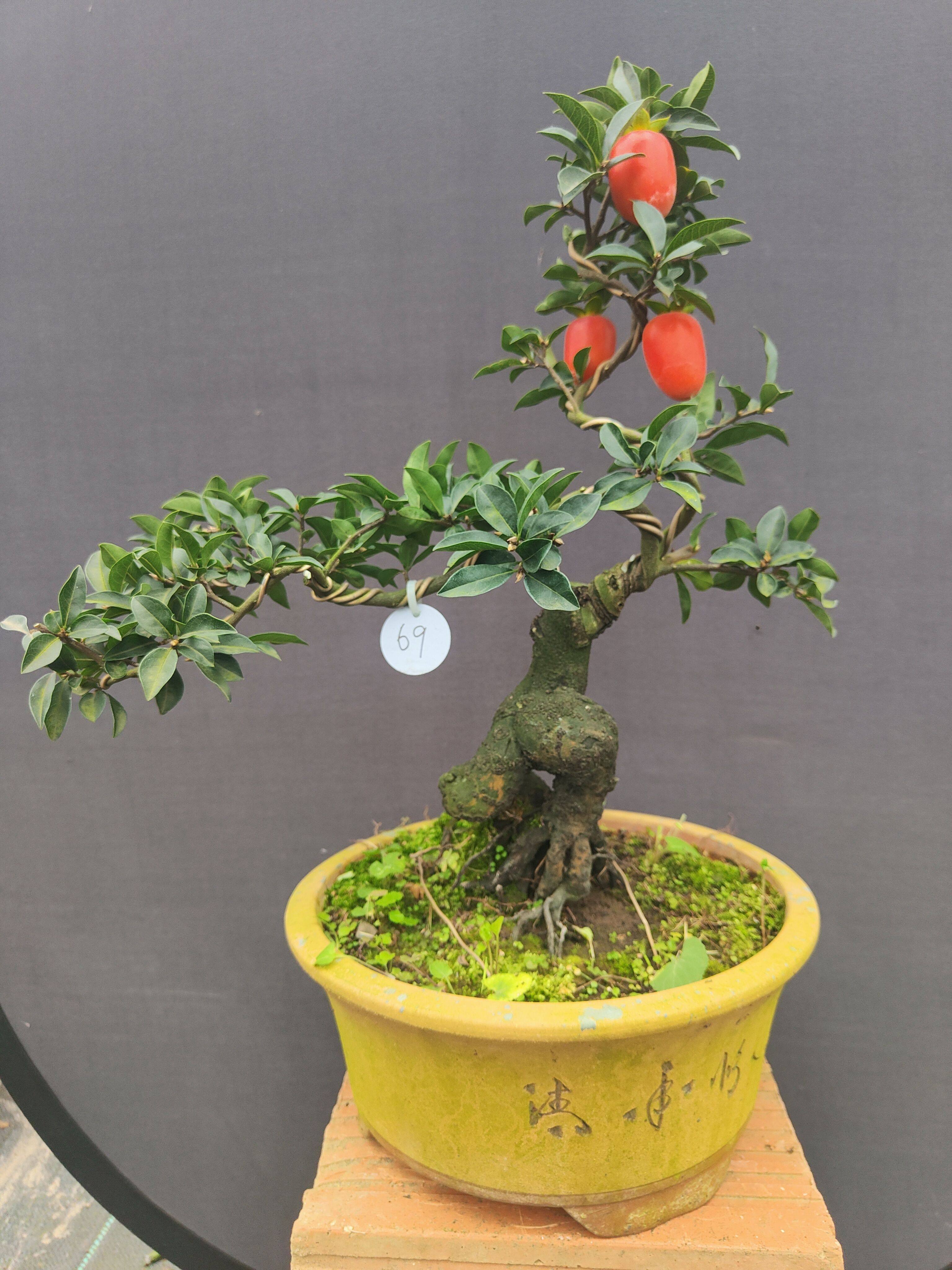 12月金弹子盆景小叶挂果原生母四川灌木熟货血红阳台庭院绿植造型,淘宝优惠券,粉丝福利购,淘宝优惠卷