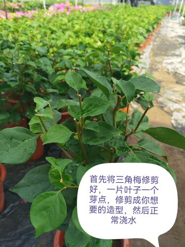 三角梅基地自用专用营养摧花花多促花爆花三角梅专用摧花 - 图1