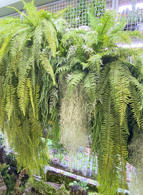 仿真植物挂壁波斯草空气鹿角草叶