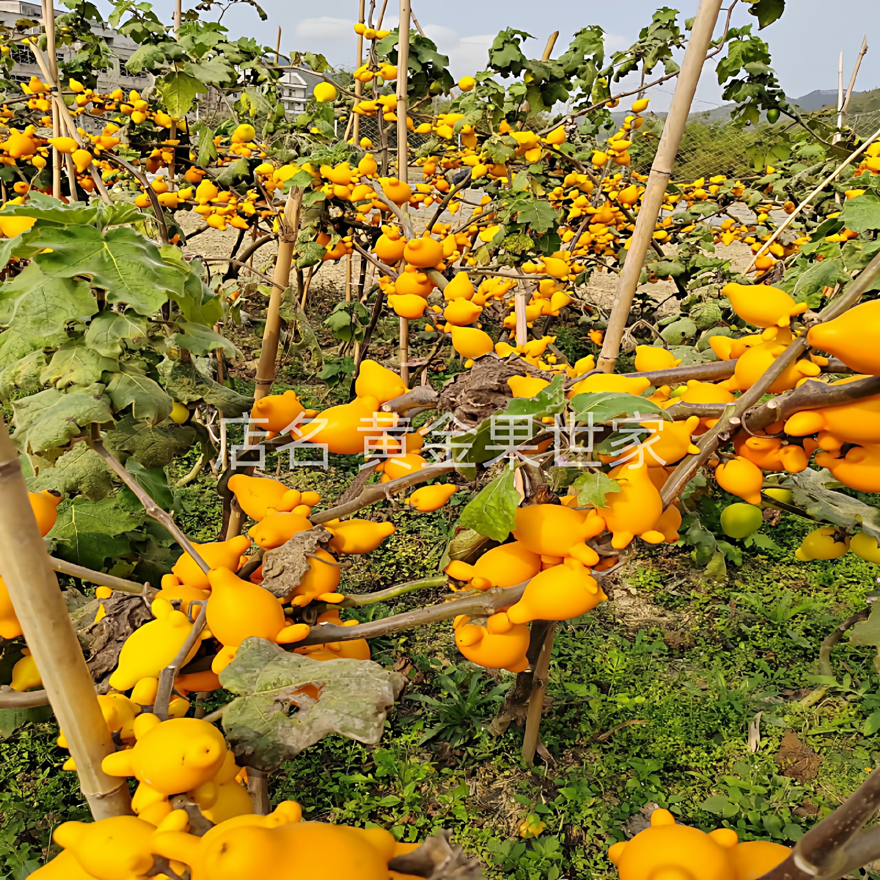 五代果枝条五代黄金果鲜切枝同堂果多叉黄金福禄果家居插花材产地,淘宝优惠券,粉丝福利购,淘宝优惠卷