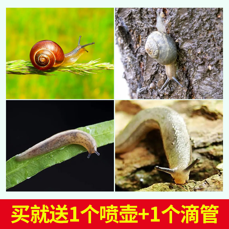 杀蜗牛专用药虫剂鼻涕虫蛞蝓螺丝软体虫害四聚乙醛乙酫蔬菜地花卉 - 图0