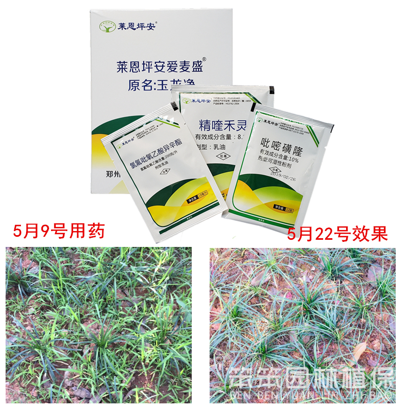 坪安玉龙净 爱麦盛 除草剂矮麦冬玉龙草鸢尾草坪中禾阔莎全除农药 - 图2