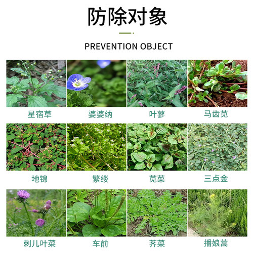 国光格尔草坪一年生阔叶杂草空心莲子草马尼拉高羊茅黑麦草除草剂 - 图1