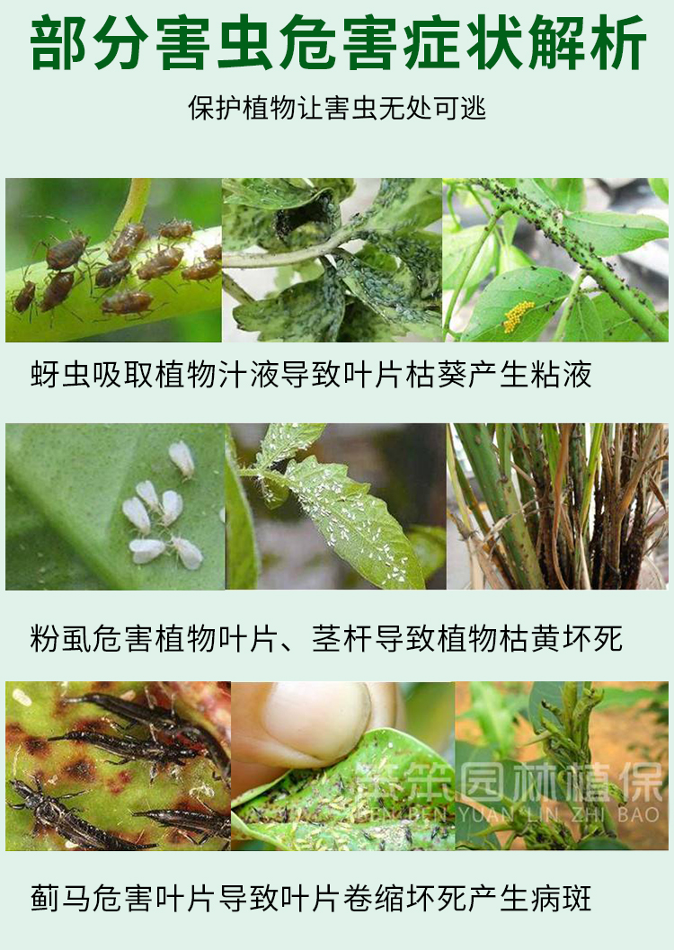 国光吡虫啉施奇小白药杀虫剂花药月季介壳虫蚜虫飞虱腻蜜虫送喷壶 - 图1