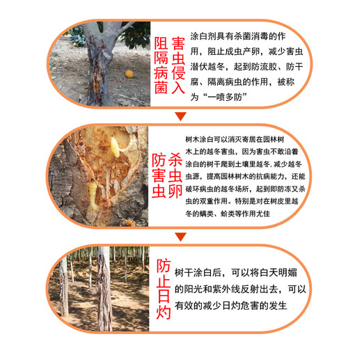 国光施奇树干涂白剂涂白粉舍利干涂白膏剂防冻防病虫直涂型免稀释 - 图1