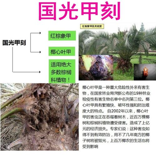 国光甲刻吡虫啉杀虫单椰心叶甲杀虫剂椰甲必治椰甲清槟榔棕榈树药 - 图2
