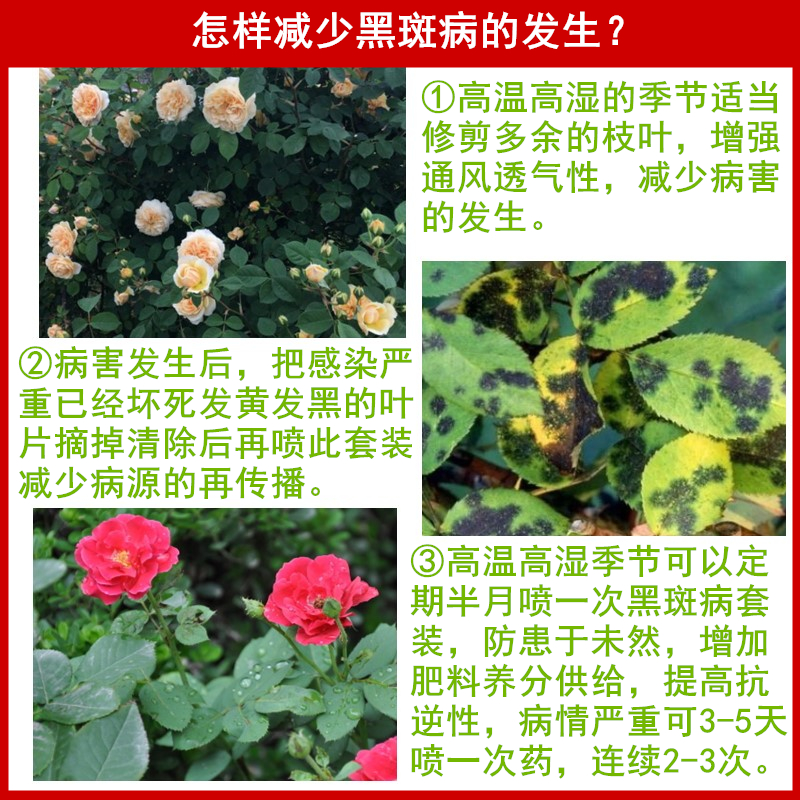 月季抗性黑斑病防除套装多肉花药多菌灵代森锰锌炭疽病白粉病农药-图2