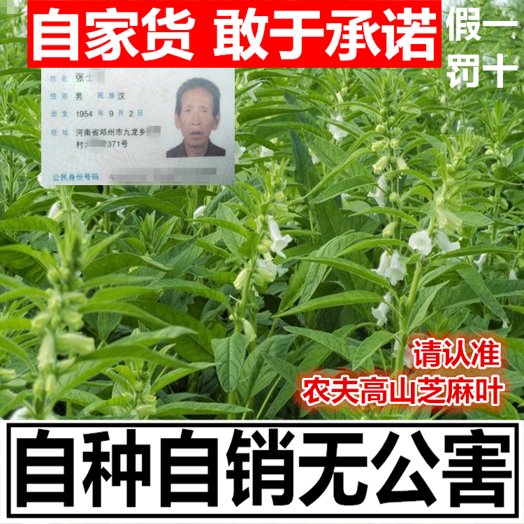 特级农家芝麻叶 新货 河南自晒干菜叶子 土特产干货500克包邮可批 - 图2