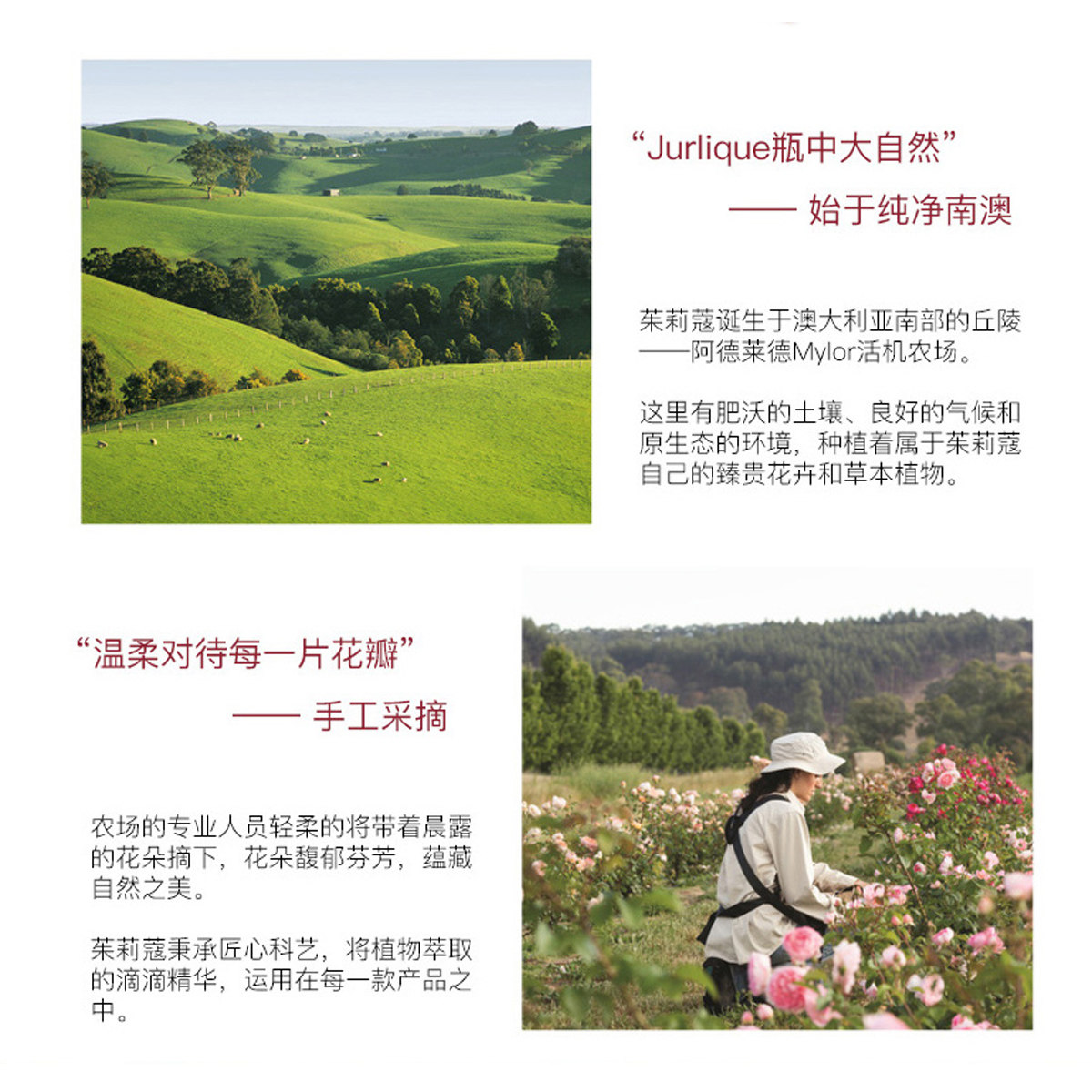 jurlique /茱莉蔻草本青春焕妍礼盒 茱莉蔻面部护理套装