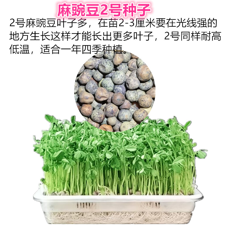 芽苗菜种子无土阳台种菜水培豌豆苗黑豆鸡毛菜香椿种子豆芽套餐