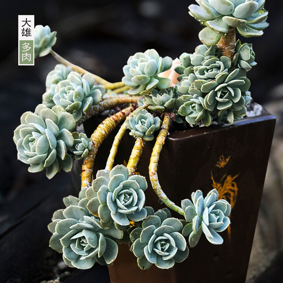 一物一拍鲁氏石莲安娜玫瑰老桩肉肉大颗好养多肉植物绿植花卉 虎窝淘