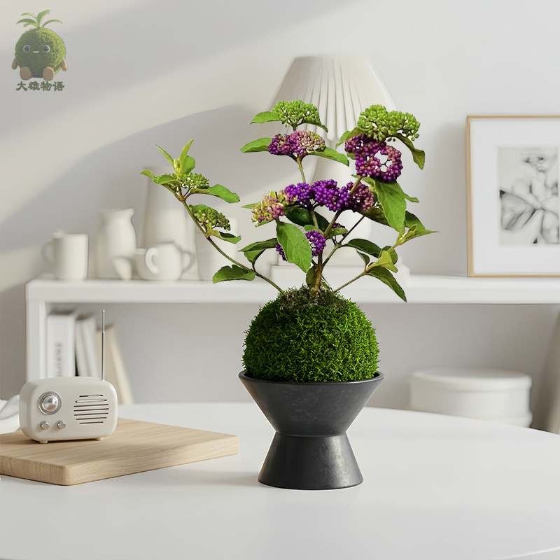 紫珠苔藓球 稀有好养绿植盆栽苔玉耐热耐寒阳台室内客厅带果植物,淘宝优惠券,粉丝福利购,淘宝优惠卷