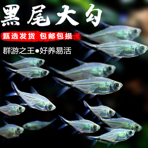 黑尾大勾群游鱼草缸小型活体热带观赏鱼淡水天使红大勾扯旗灯科鱼 - 图2