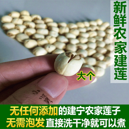 2026新福建正宗建宁农家自产鲜手工去无芯白莲子特干级货大颗450g - 图1