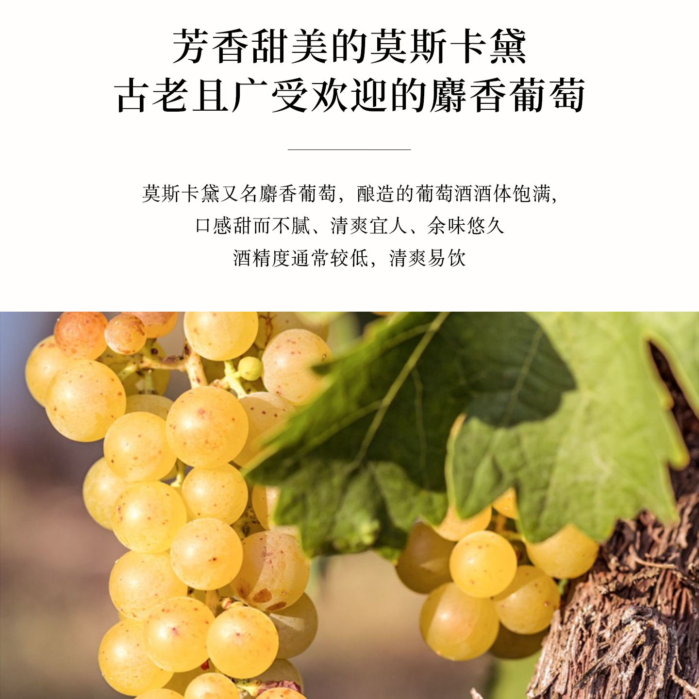 白熊喝喝DUI灵感涌现莫斯卡托微醺起泡酒气泡酒甜白葡萄酒 - 图3