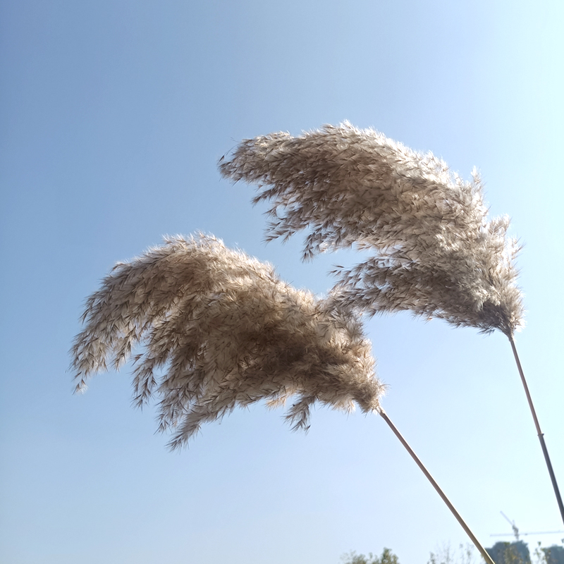 天然真干花粽叶大芦花大芦苇田园装饰摄影场景婚礼拍摄道具包邮 - 图1