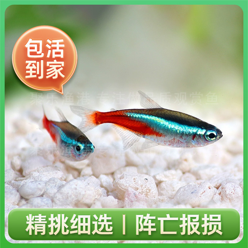 红绿灯热带鱼观赏鱼灯科鱼活体巴霓虹灯群游美丽鱼缸主角虎窝淘 