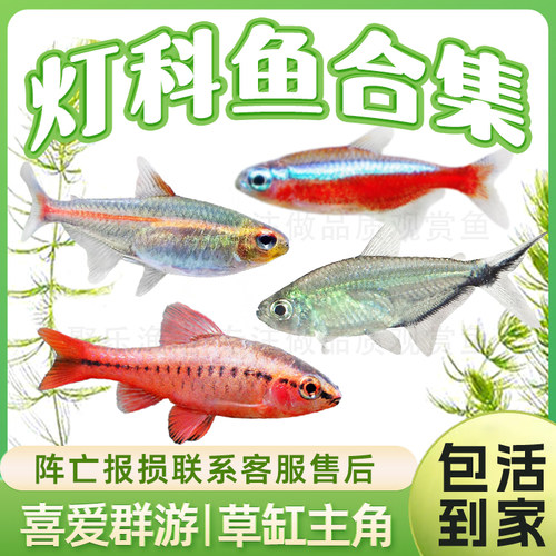 灯科鱼合集宝莲灯红绿灯斑马活体观赏鱼热带鱼活体 小型 - 图0