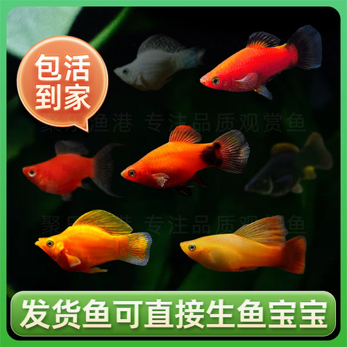 胎生鱼活体玛丽月光牡丹米奇黑尾猫淡水观赏繁殖玛丽球小型热带鱼 - 图1