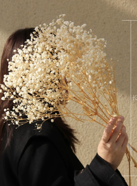 漂白干花 软装花艺花材奶白色系 奶白色系干花漂白龙须草漂白吊米