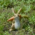 Trang trí Bunny sáng tạo Cặp vợ chồng Sinh nhật Trang trí đám cưới Sen Garden Trang trí nội thất Quà tặng đám cưới Phòng khách - Trang trí nội thất trang trí nội thất Trang trí nội thất
