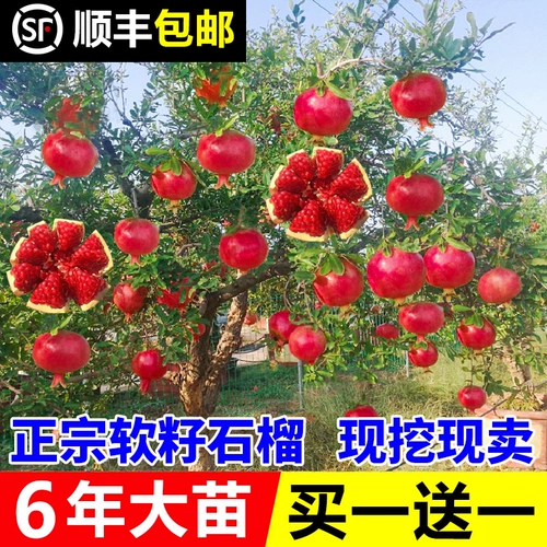 Гранатное дерево Симпин Симпин Мягкий семена гранато