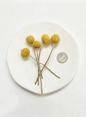 短枝黄金球干花diy天然真花