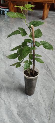 树莓苗黑莓苗 南北方 单双季 黑红黄树莓 盆栽地栽果树苗当年结果 - 图2