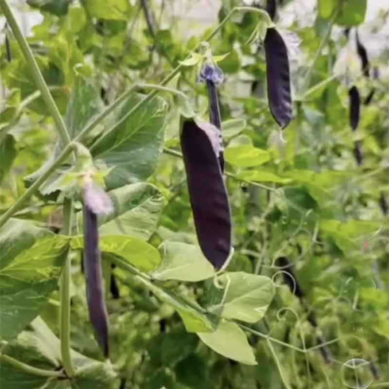 荷兰豆种籽甜豌豆种子鲜食紫玉紫色豌豆种子秋季现在种的蔬菜种子 - 图0