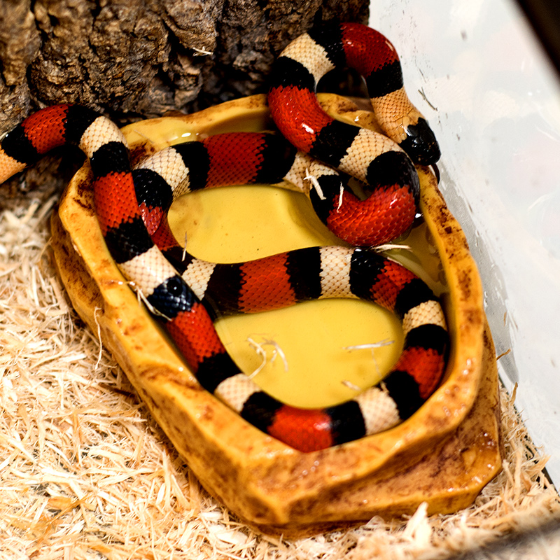 爬宠水盆蜥蜴蛇乌龟守宫角蛙睫角食盆陆龟寄居蟹泡澡盆树脂造景 - 图0