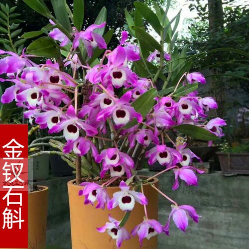 石斛杯苗组合带花苞红杆软脚霍山铁皮石斛盆栽石斛花卉石斛兰绿植 - 图0