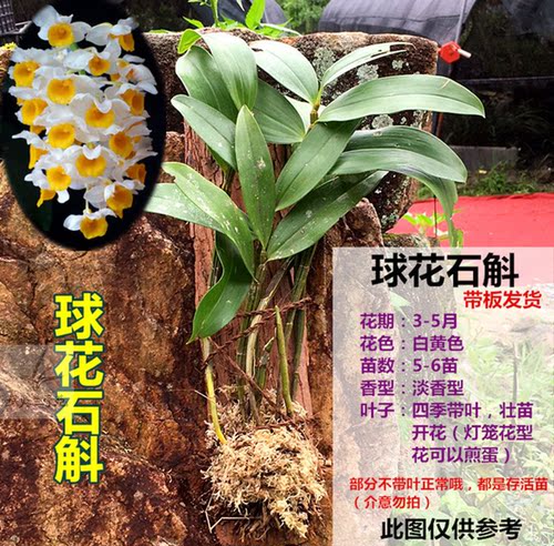 石斛盆栽 带花苞  带板栽好 铁皮鼓槌金钗叠鞘石斛兰花卉绿植包邮 - 图2