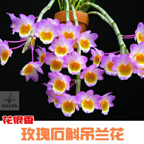 石斛杯苗组合带花苞红杆软脚霍山铁皮石斛盆栽石斛花卉石斛兰绿植 - 图3