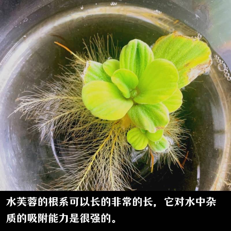 水芙蓉浮萍按斤池塘用淡水沼泽过滤植物净化污水生态鱼塘水生植物 - 图2