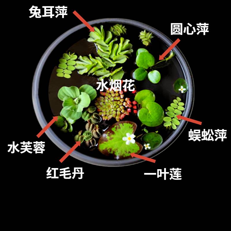 浮萍水草养龟专用水草龟缸造景浮台芝麻萍水芙蓉肚兜槐叶古法养鱼-图2