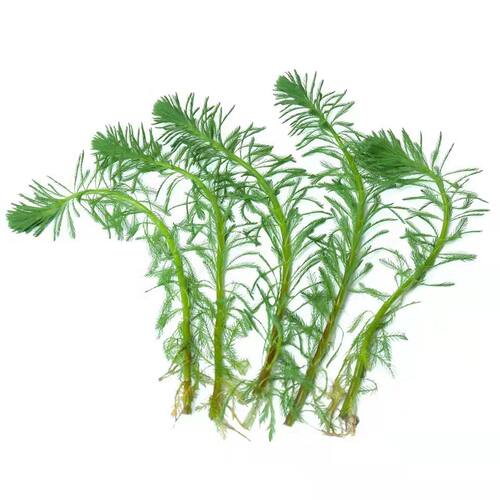 净水植物狐尾藻沼泽过滤水草大聚藻水陆缸养鱼养龟鳖淡水净化水质-图3