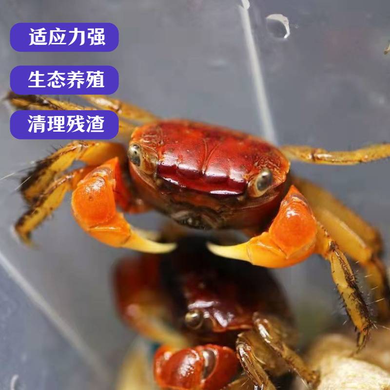 辣椒蟹宠物观赏蟹草缸两栖淡水除藻类吃残渣可深水养殖迷你小螃蟹-图1