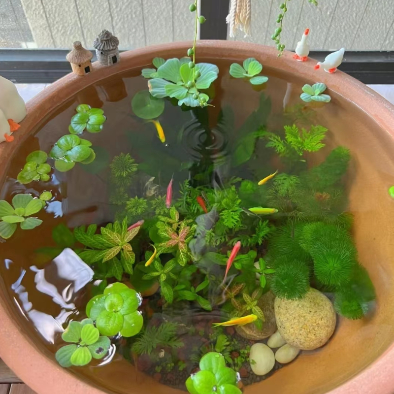 古法养鱼材料净化水质无泥水草造景套餐绿九冠绿菊蜈蚣草芙蓉浮萍 - 图3