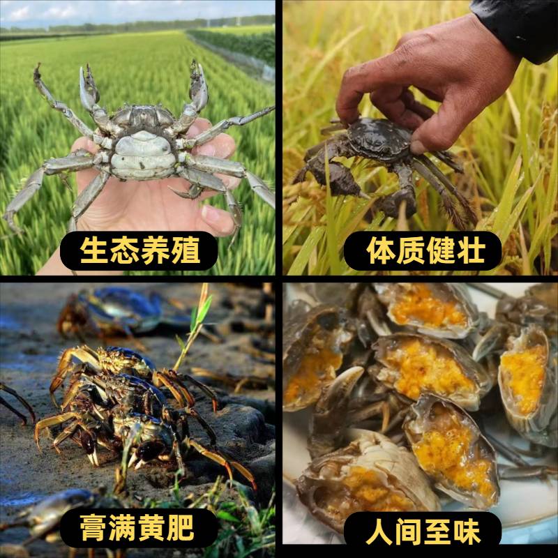 淡水蟹苗观赏小螃蟹河蟹狗头河豚乌龟宠物蟹深水蟹活体爬宠迷你蟹