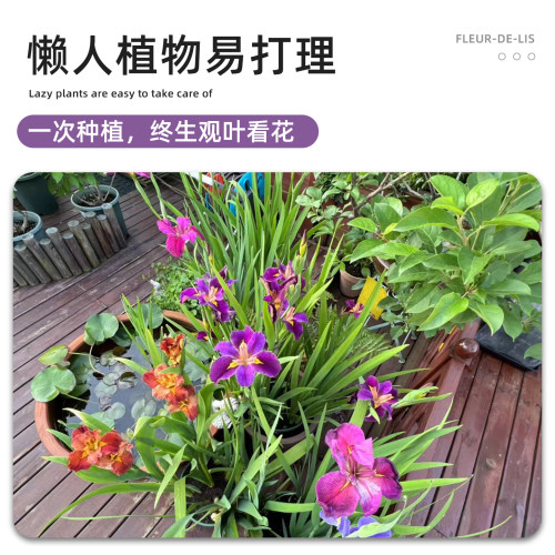 盆栽路易斯安娜鸢尾美国进口苗花园庭院花坛户外绿植植物常绿水生 - 图2