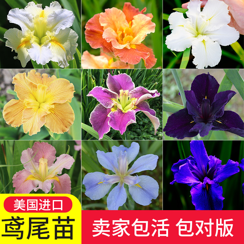 路易斯安娜鸢尾美国进口苗花园庭院花坛户外别墅植物常绿水生世界 - 图0