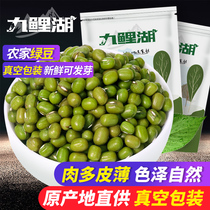 Jiucarp Lake Green Bean 500g * 2 Fresh farmhouse Green Bean Grain oil Flesh Multi-Peel Thin Grain Full Five Grain Coarse Cereals Coarse Grain