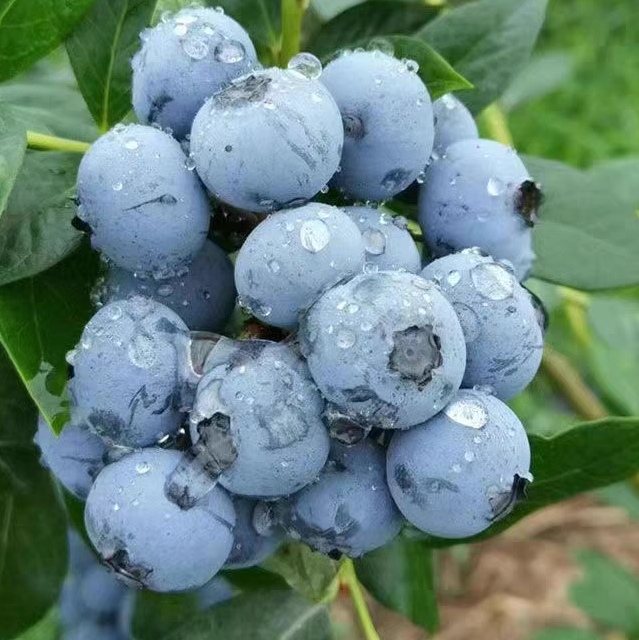 丹东蓝莓鲜果新鲜蓝莓精品蓝莓当季大果孕妇水果顺丰包邮125g/盒 - 图2