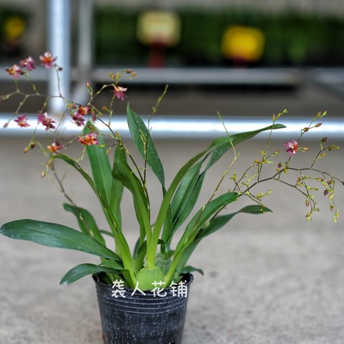 兰花苗文心兰带花苞盆栽水养植物带盆发货梦香兰迷你室内花卉 - 图3