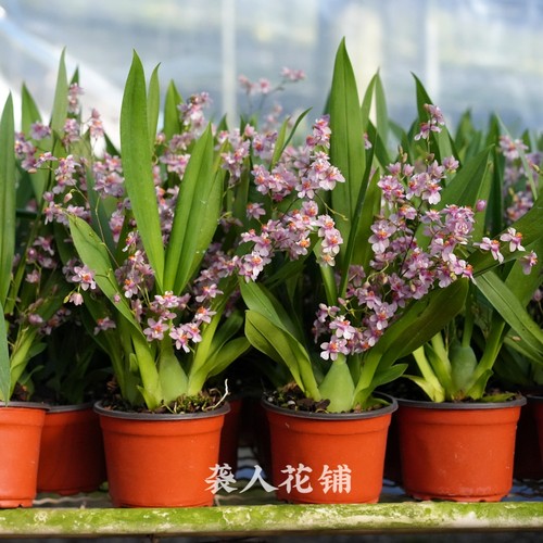 兰花苗文心兰带花苞盆栽水养植物带盆发货梦香兰迷你室内花卉 - 图2