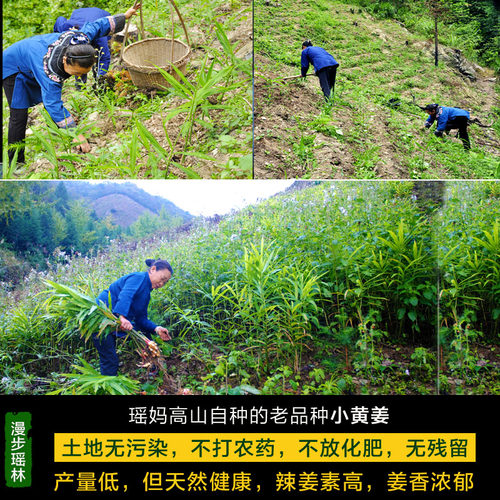 柴火九蒸九晒姜粉纯瑶山小黄姜粉非云南罗平食用熟干老生姜粉冲饮 - 图0
