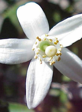 补水橙花纯露LysEmerveille天然