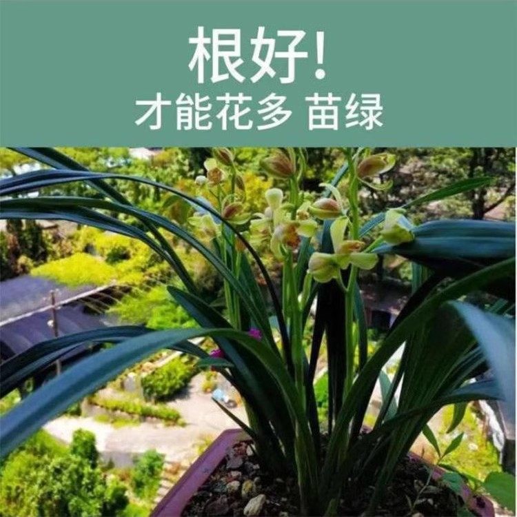 兰花专用营养液促花箭兰花肥料专用肥治黄叶黑斑烂根营养肥开花肥,淘宝优惠券,粉丝福利购,淘宝优惠卷