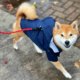 Dog raincoat Luca trendy brand thickened Shiba Inu