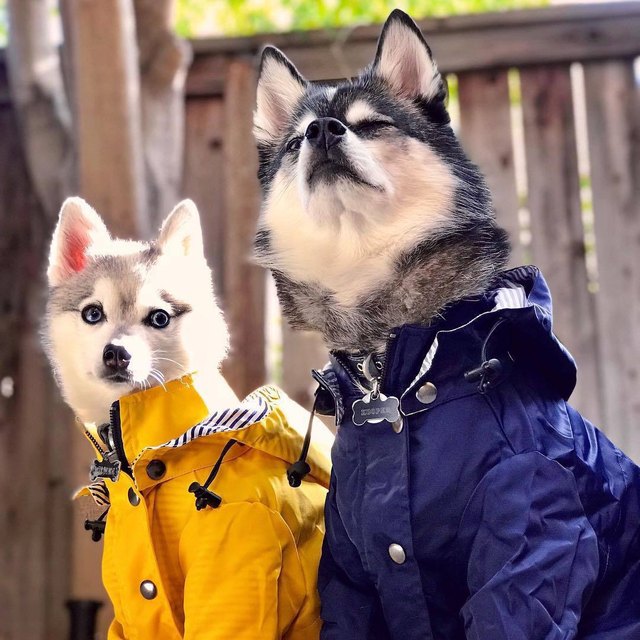 Dog raincoat Luca trendy brand thickened Shiba Inu
